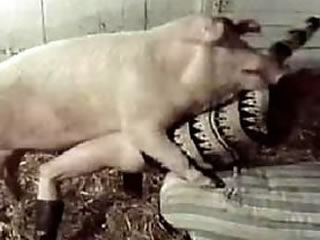 Bigtitted granny blowing pig