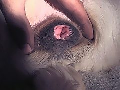 Hard cock tearing dog’s moist pussy