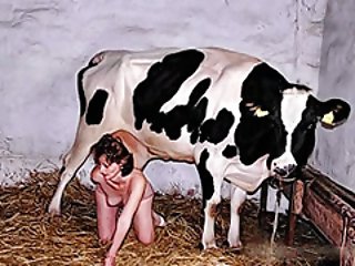 Cow sex on the farm