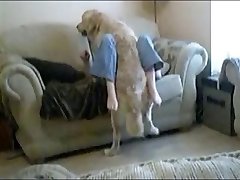 Dog drilling the horny bitch